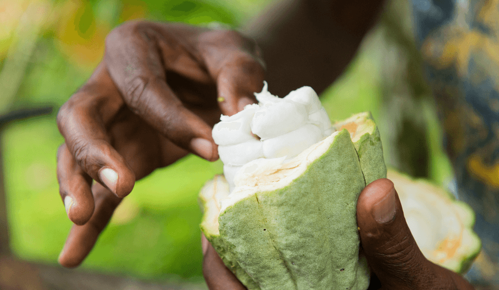feve-de-cacao-costa-rica