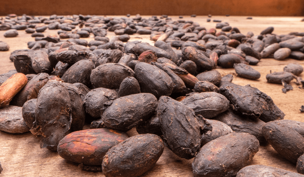 cacao bean2