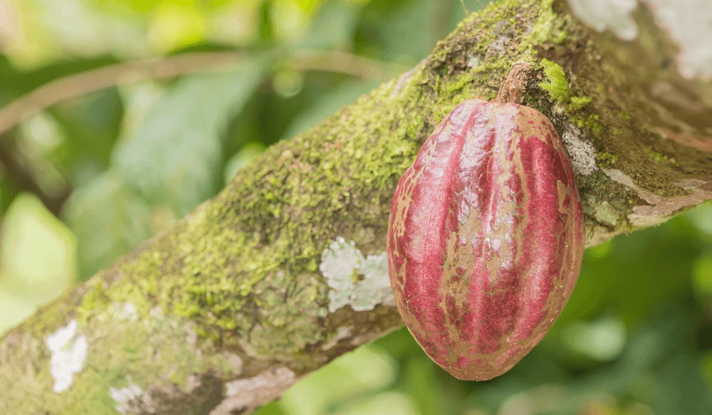 feve-de-cacao