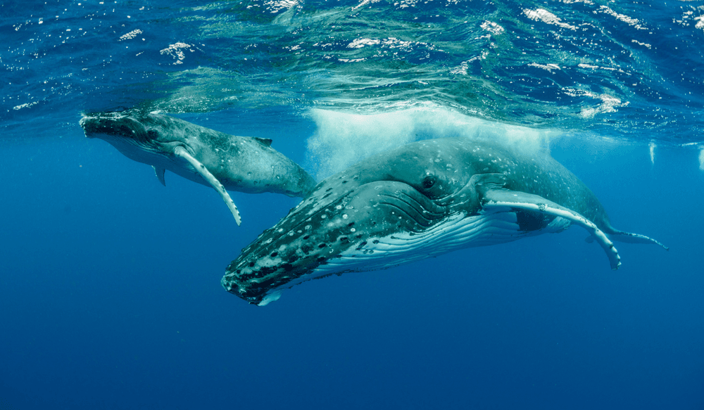 humpback wale