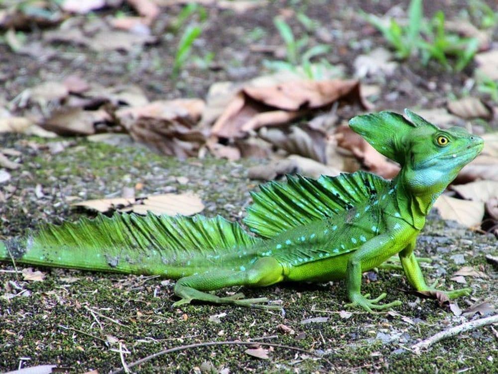 Basilic vert dans le village de Tortuguero © William Musnier