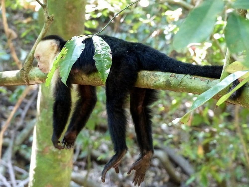 Singe capucins Manuel Antonio