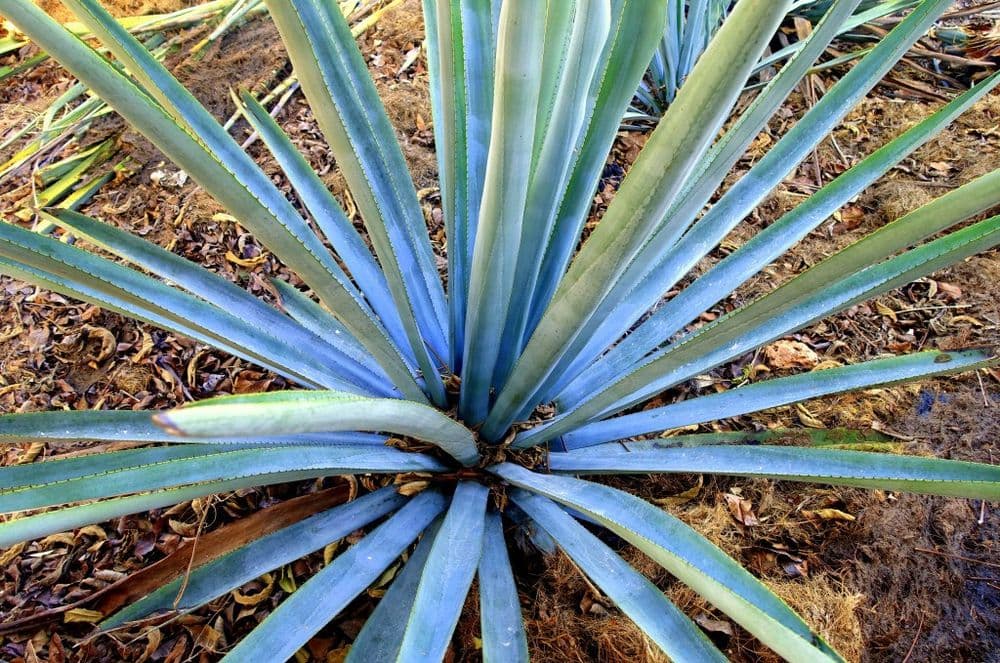 différence entre mezcal et tequila -Agave ©Mathilde Arnod