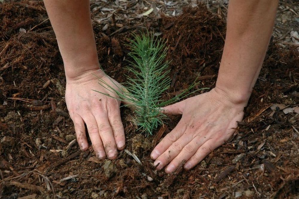 Reforestation