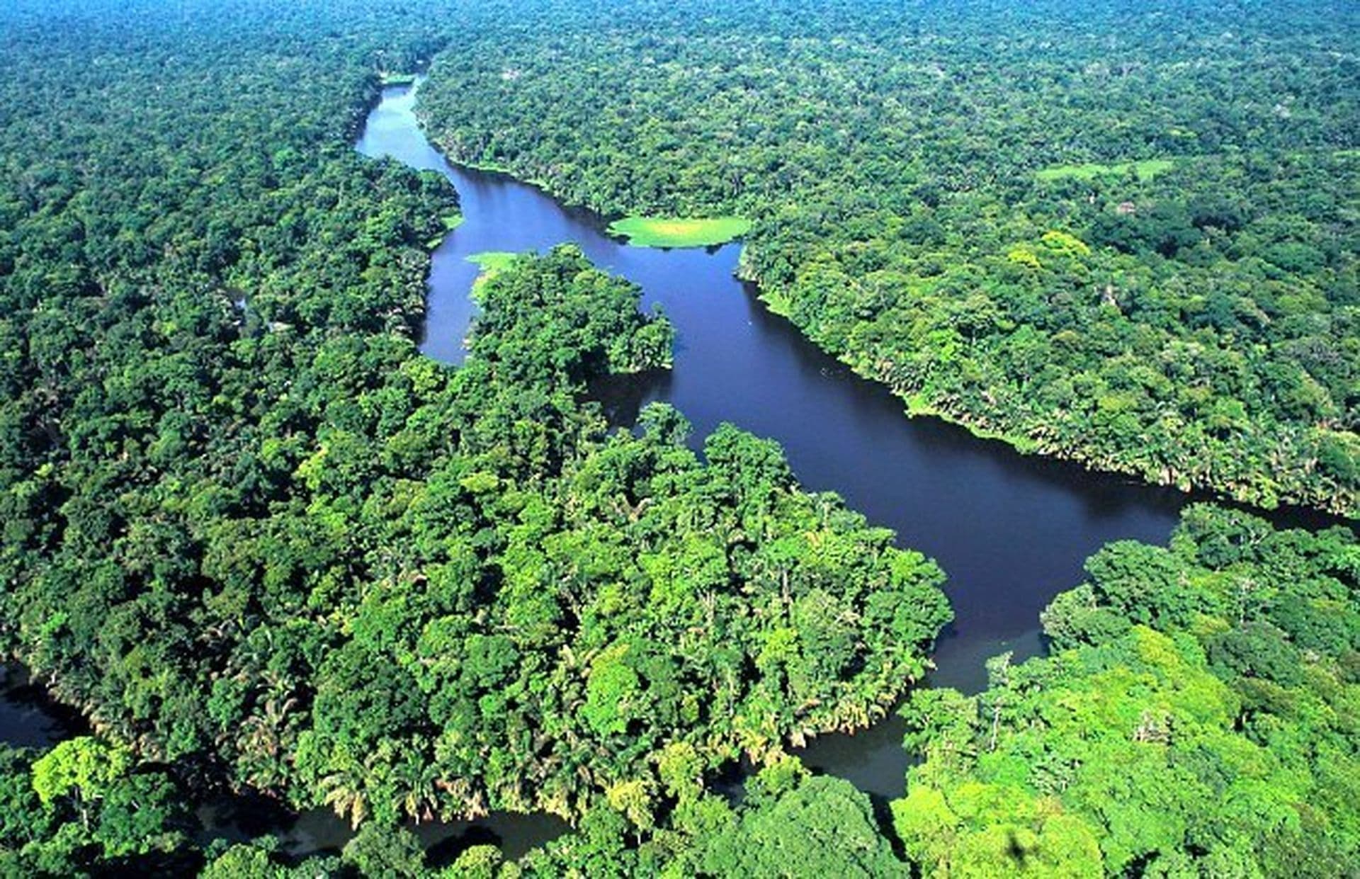 Les canaux du Tortuguero sont un habitat naturel pour de nombreuses espèces