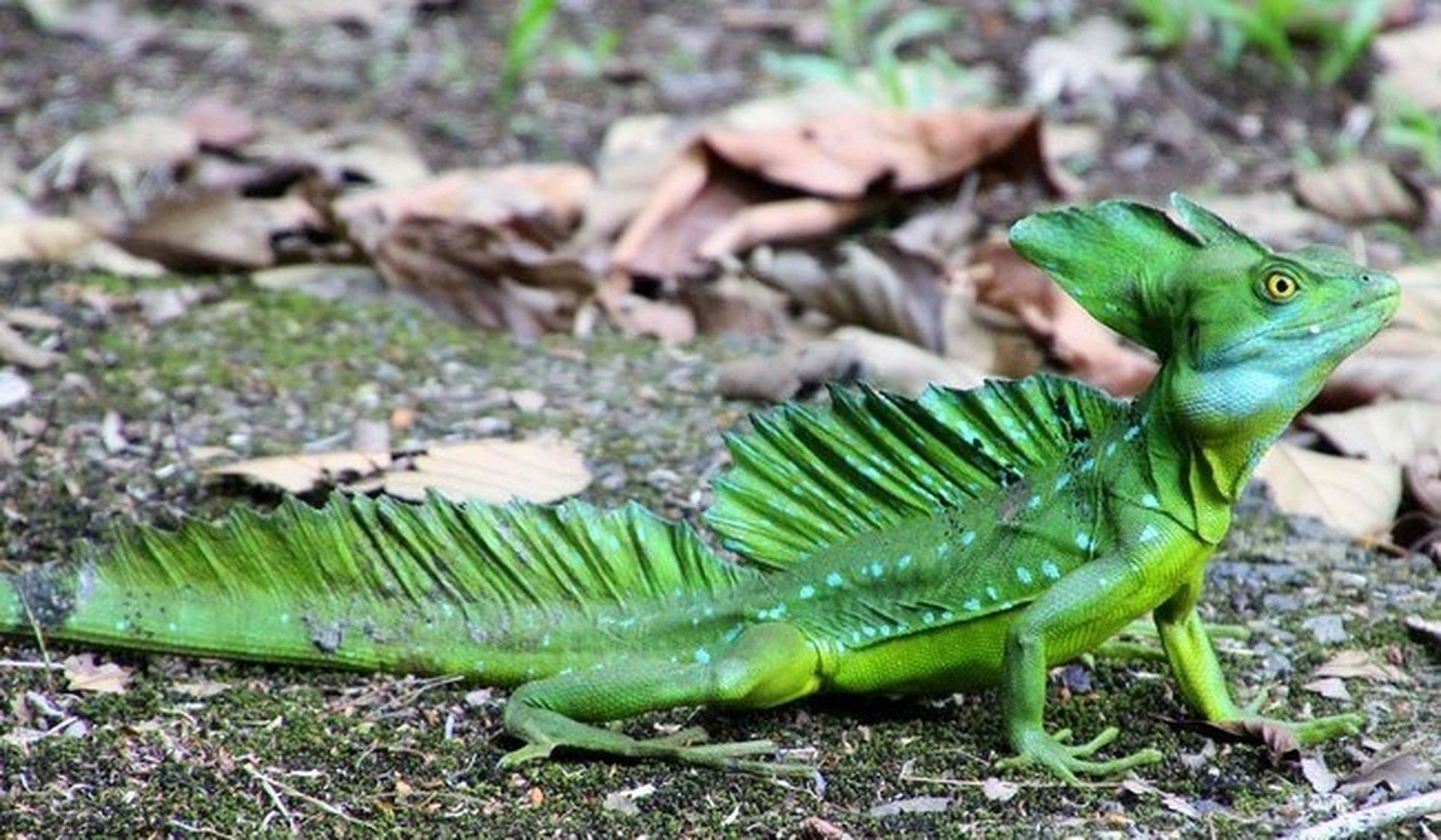 Vivre au Costa Rica : mes 5 précieux conseils pour votre projet ! [Actualisé en 2022]