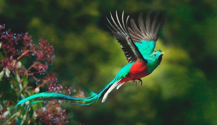 Der Göttervogel Quetzal im Flug. Quelle: Shutterstock \ puraventura