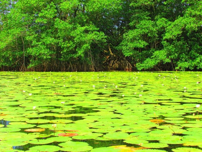 Rio Dulce 