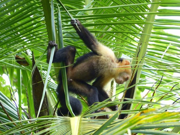 Cahuita