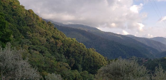 La forêt de Chênes à San Gerar
