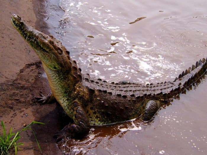 Crocodile Tarcoles