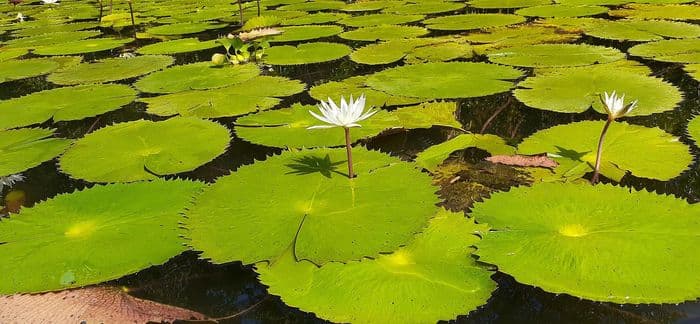 Les nunifares a Rio dulce !