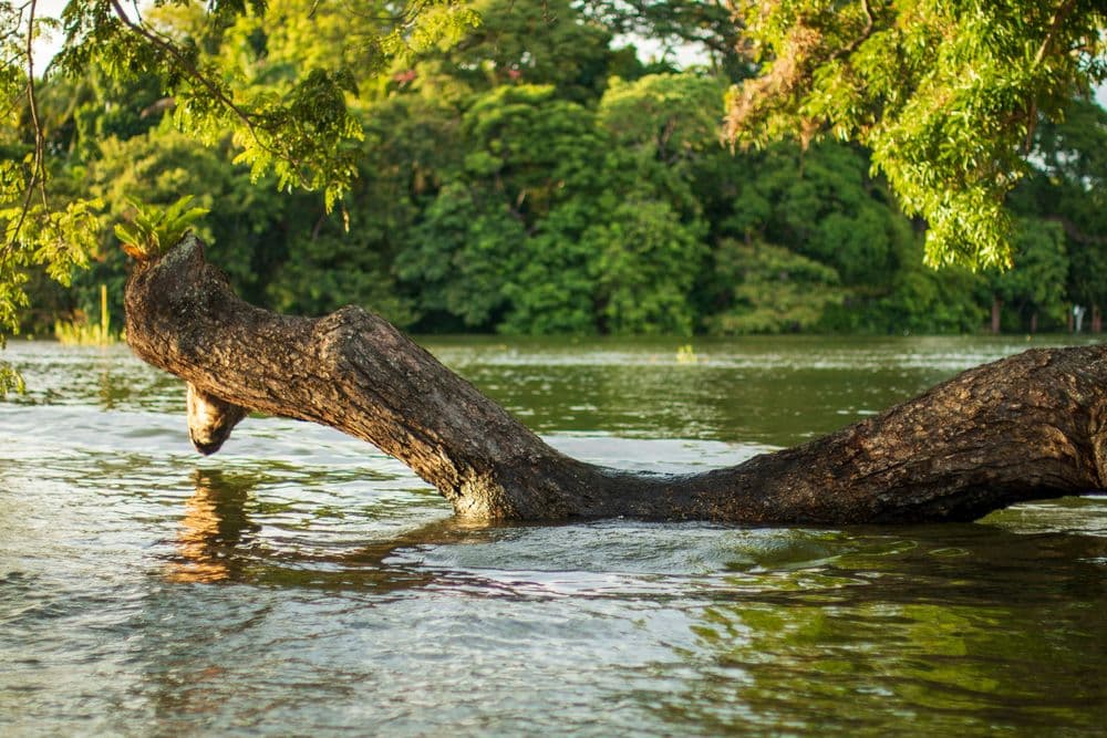 alvison-lucas-hunter-arnuero-lc4XmTGbRf4-unsplash