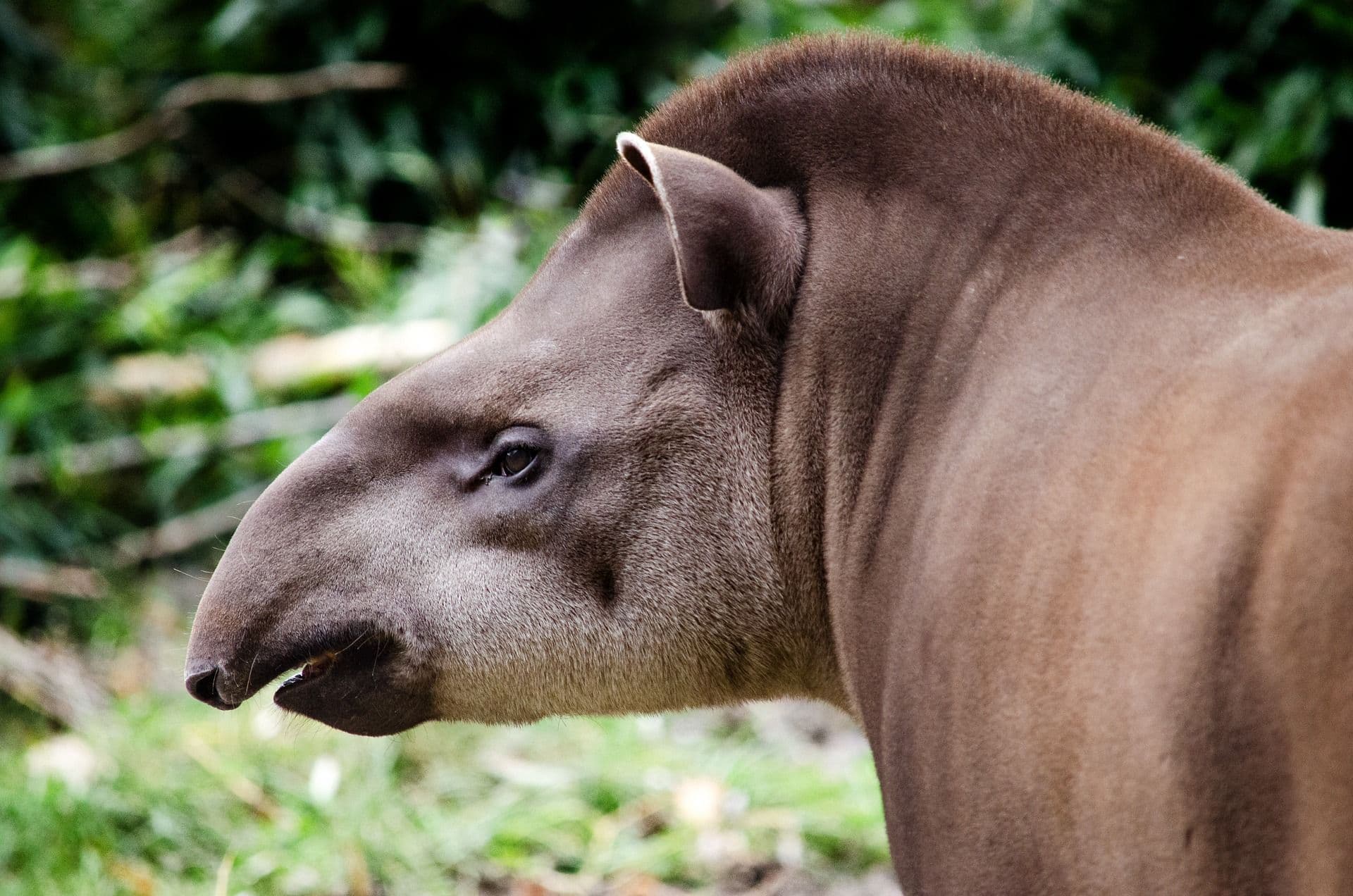 Tapir