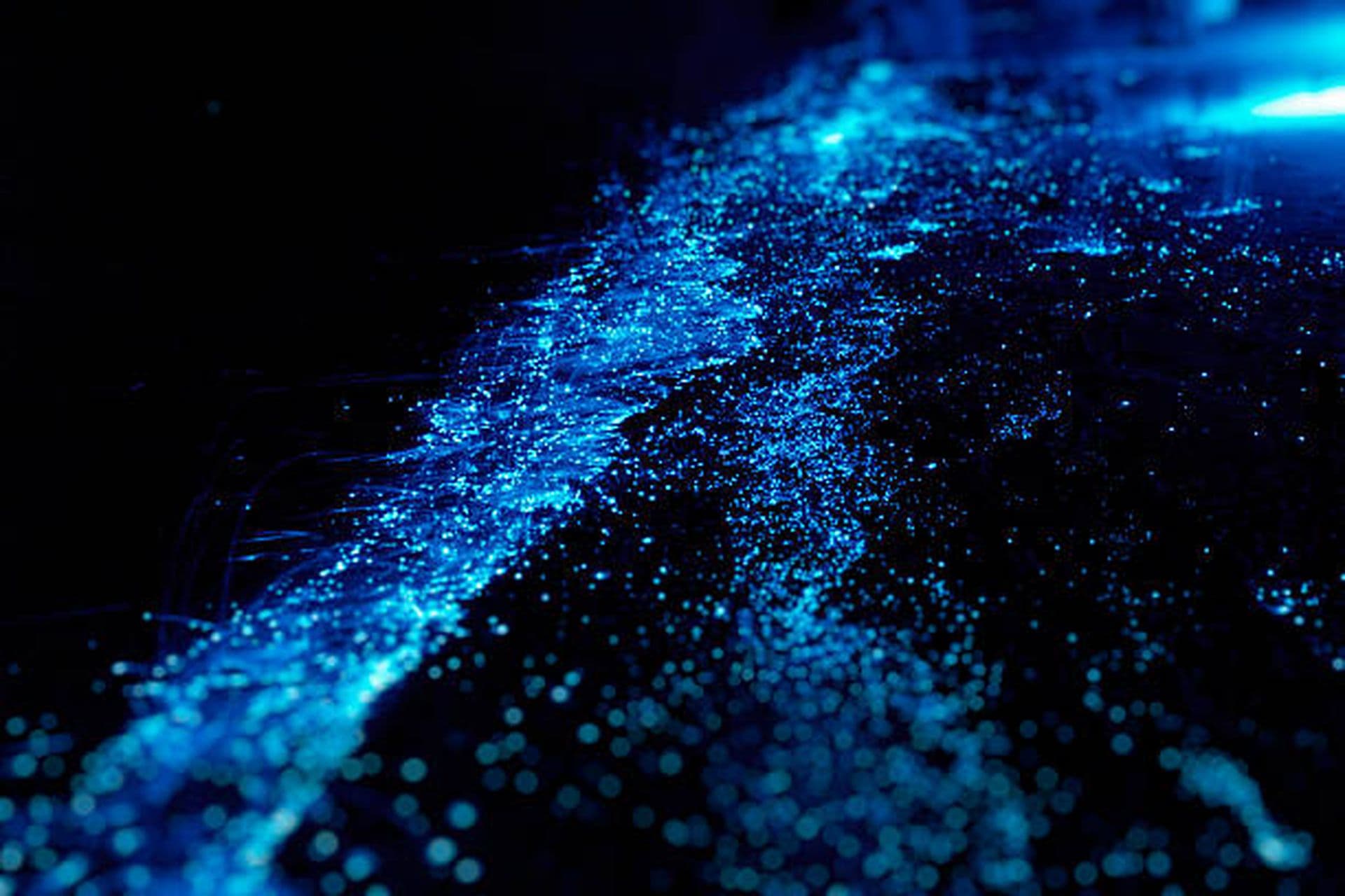 bioluminescence