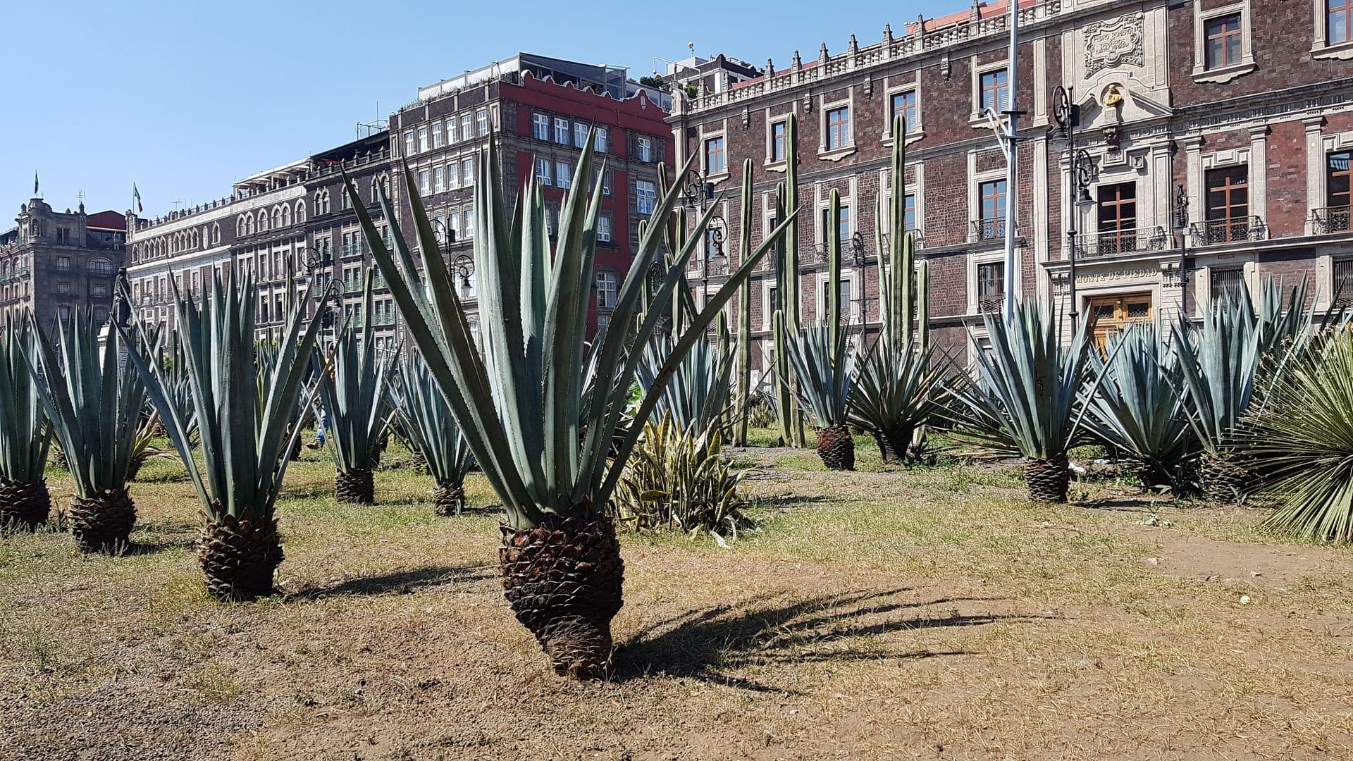 Zocalo