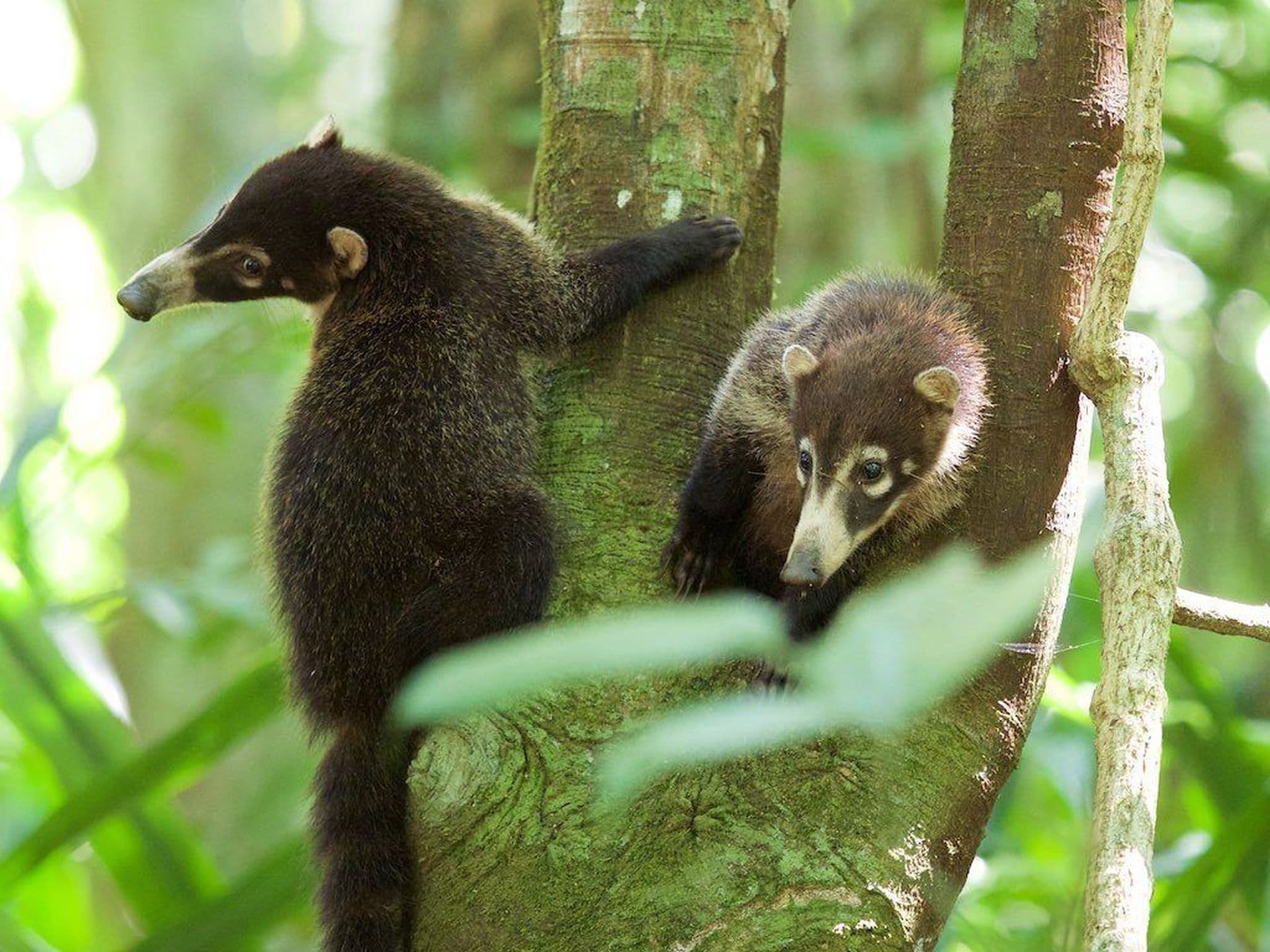 Coati