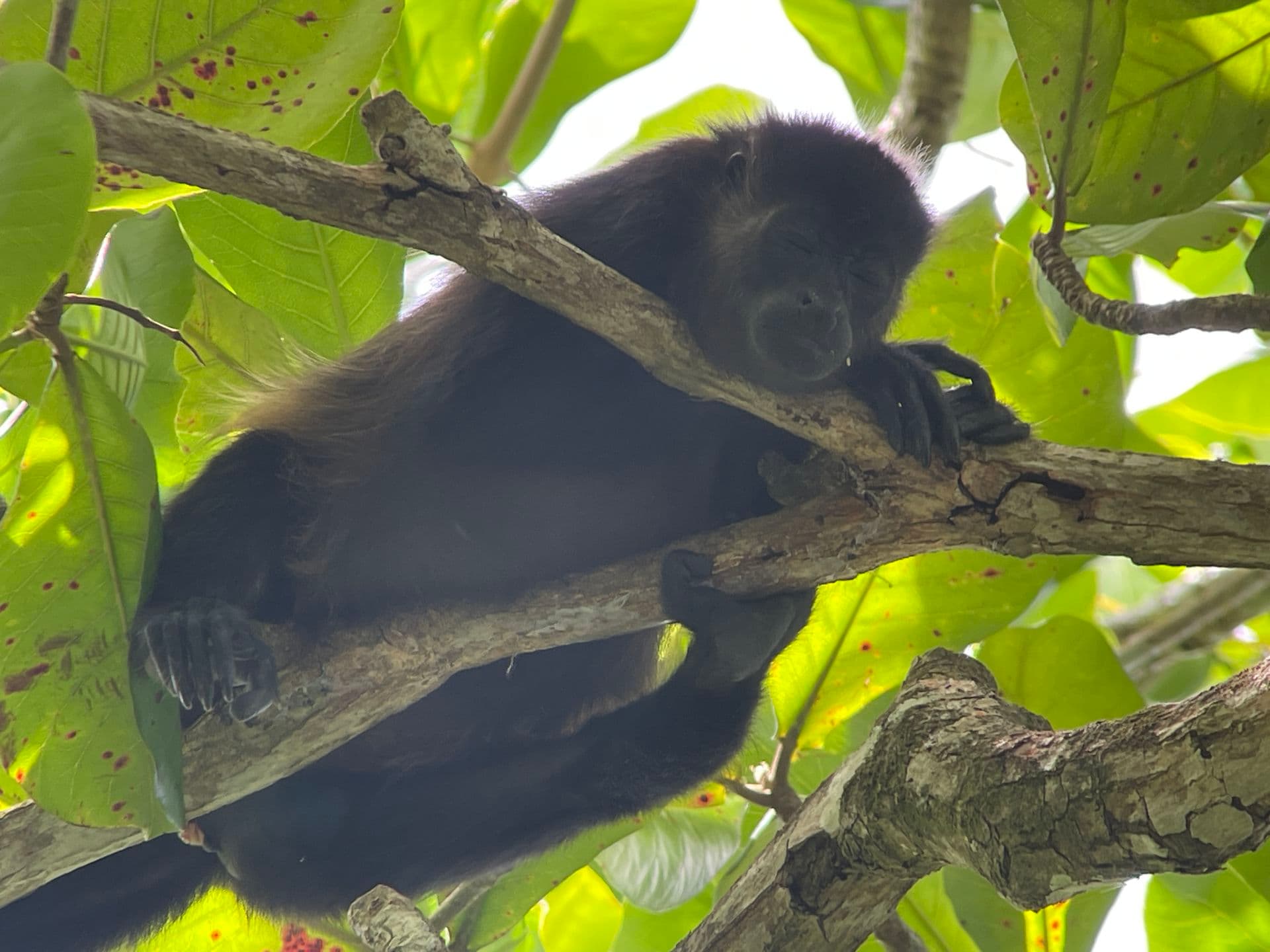 Howler monkey