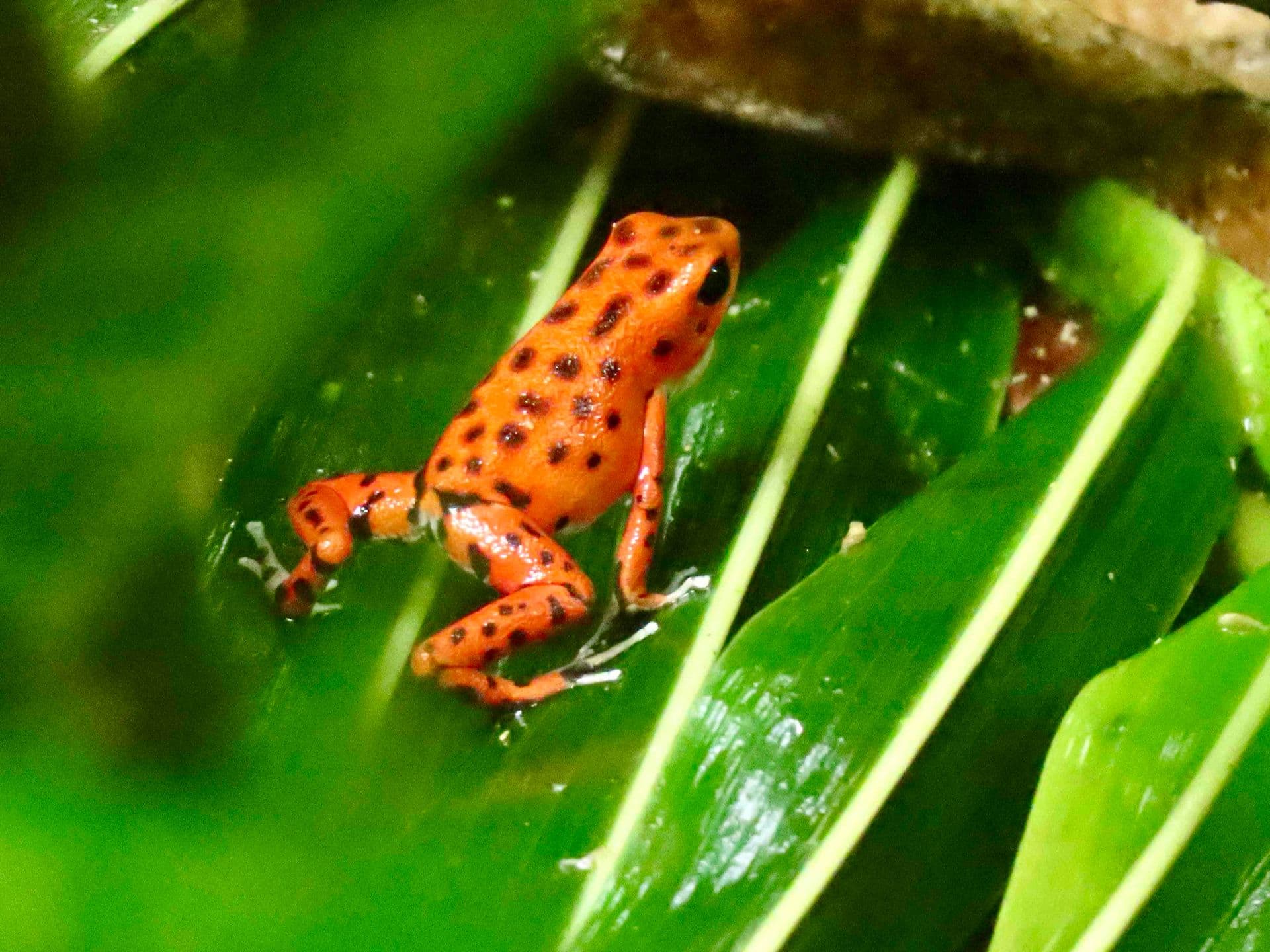 Erdbeerfröschchen auf Red Frog Beach
