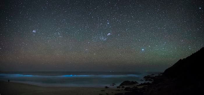 Bioluminescence