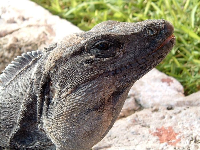 iguana tulum ruins mexico