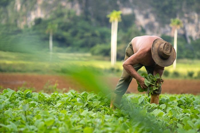 Vinales tabaco 