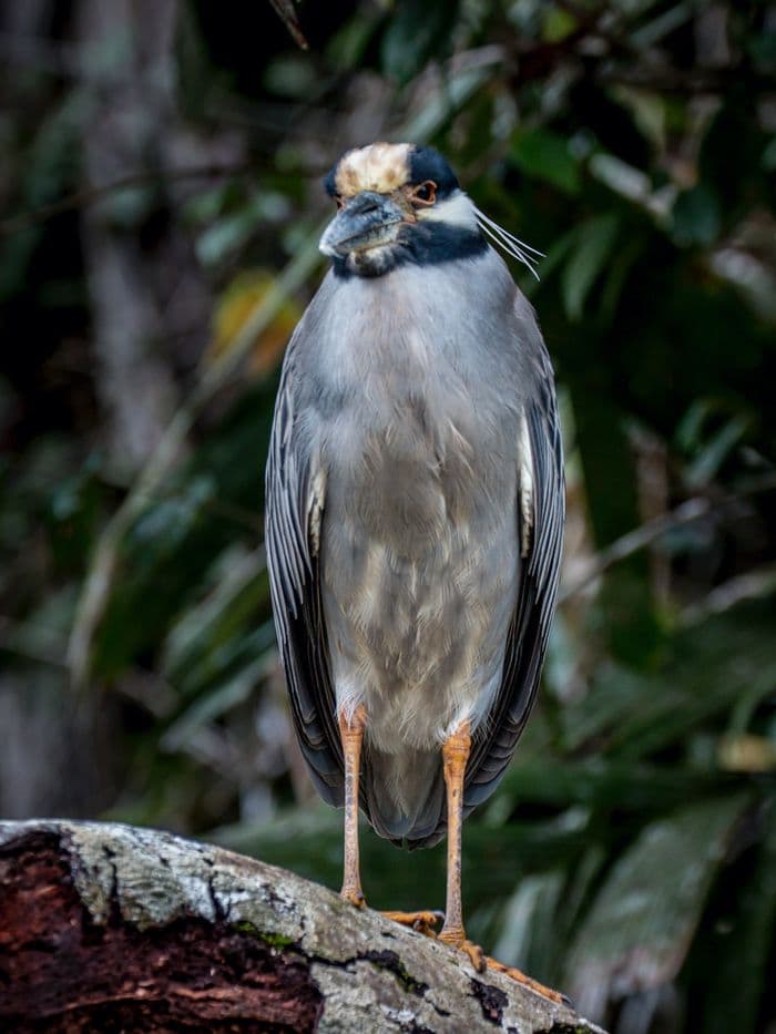 Tortuguero, Costa Rica