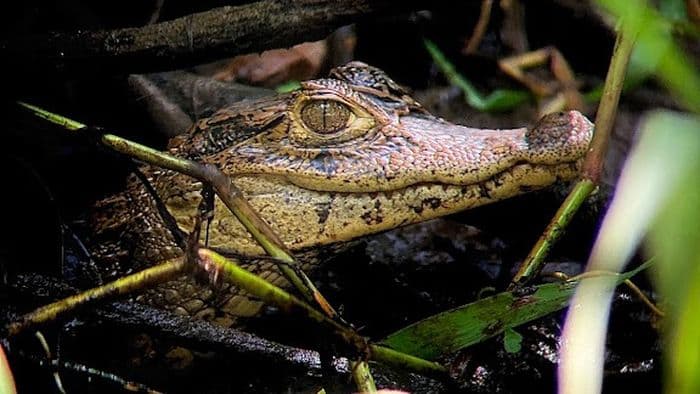 Tortuguero