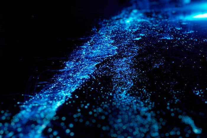 bioluminescence