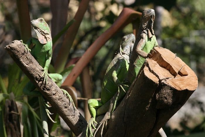 Iguanas, Costa Rica