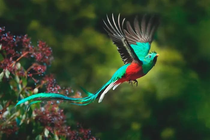 quetzal costa rica