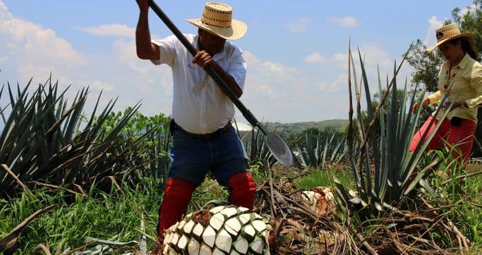 différence entre mezcal et tequila - Jimador de Tequila ©Gildardo Sánchez
