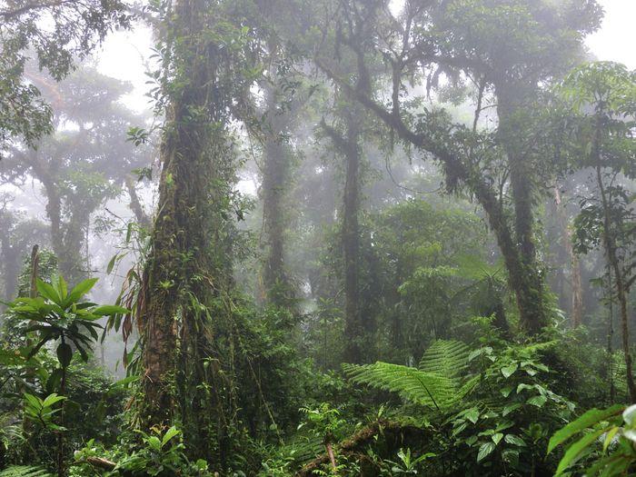 Monteverde - cloud forest