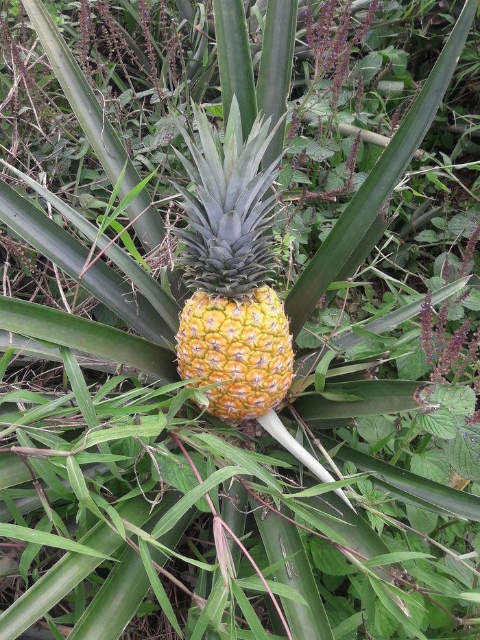 Découverte de l'ananas à la fe