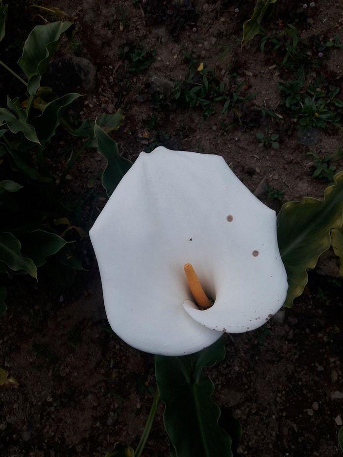 Une très belle fleur au jardin