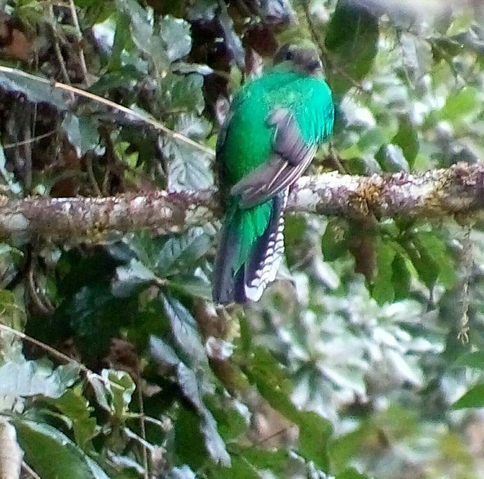 Quetzal femelle. À proximité, 
