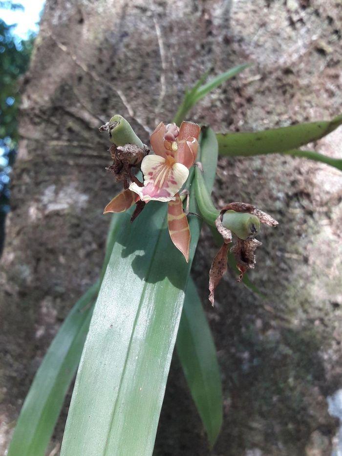 Orchidée de la forêt tropicale