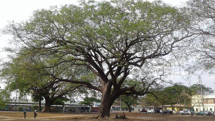 Les arbres Guanacaste, arbre n