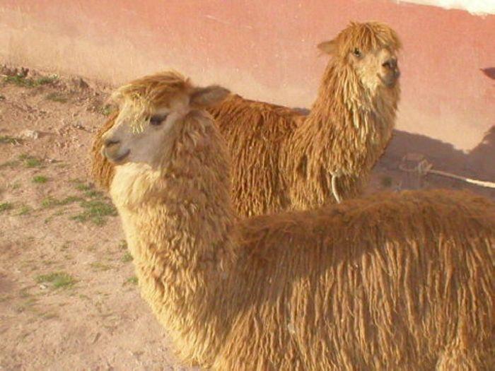 Ein typisches Tier de Andenregion, ein Lama.