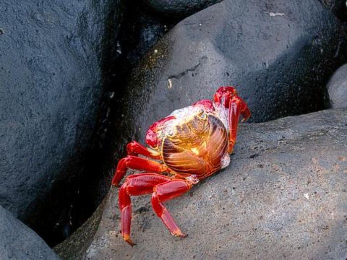 Rote Klippen Krabbe