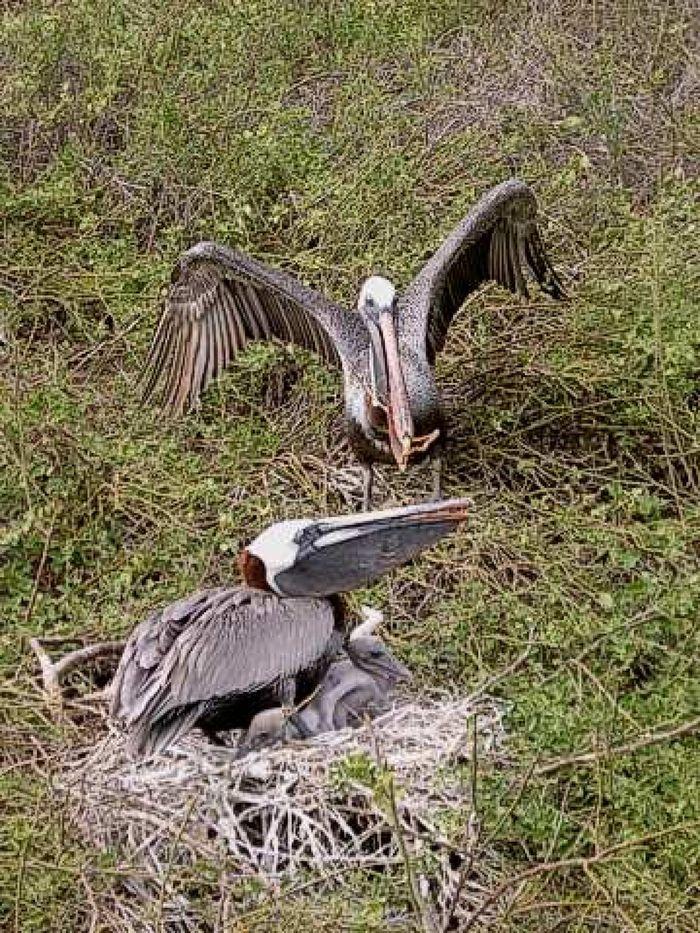 Pelikane bei der Fütterung ihrer Jungen