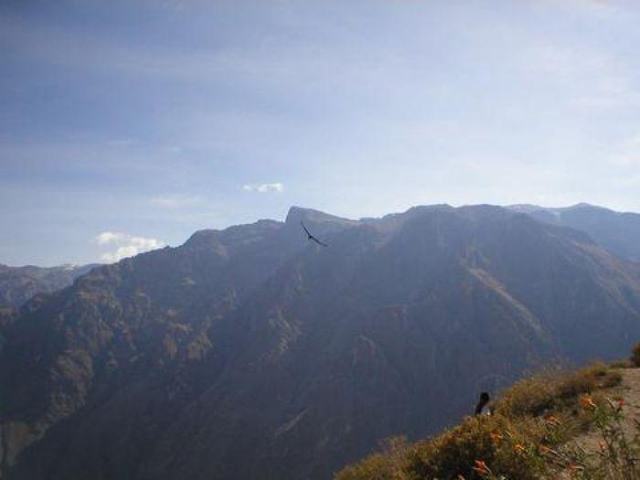 Ein Kondor im Colca Canyon