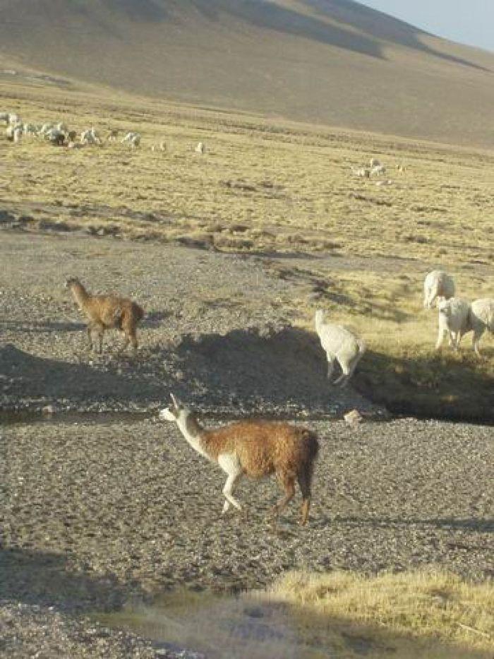 Alpakas auf dem Weg nach Arequipa