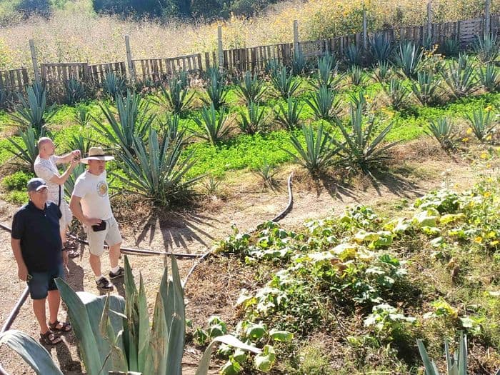 Mezcal