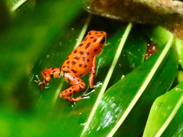 Erdbeerfröschchen auf Red Frog Beach
