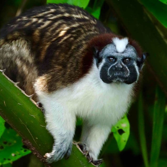 Begegnung mit dem Geoffroy-Perückenaffen am Gatúnsee