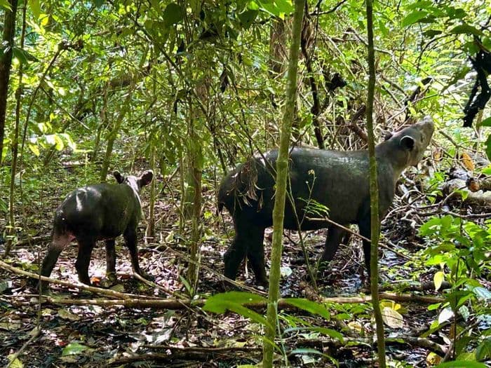 Visite du parc national de Corcovado