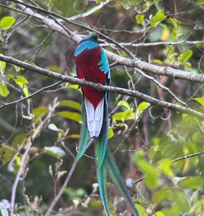 Quetzal