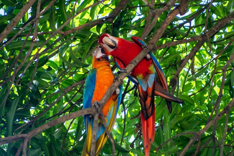 bird